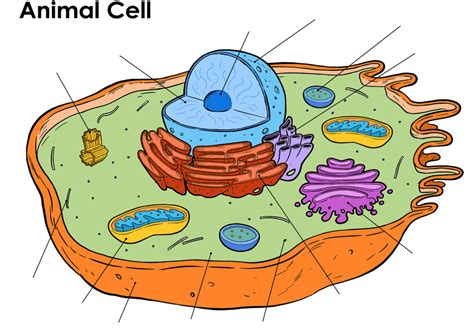 Animal Cell Olgc 7th Grade Diagram Quizlet