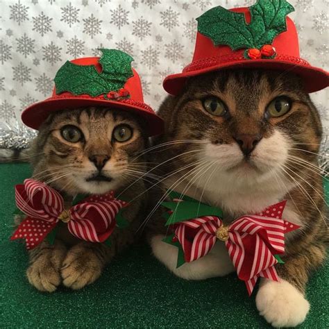 Pin By Gail On Cat And Kittens Wearing Clothes Cat Christmas Outfit