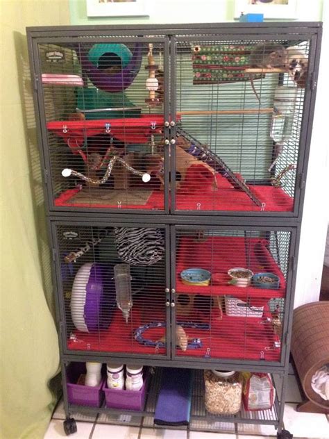 Rat Cage Setup Ideas From Ratgirl44 On Youtube Pet Rodents Pet Rats