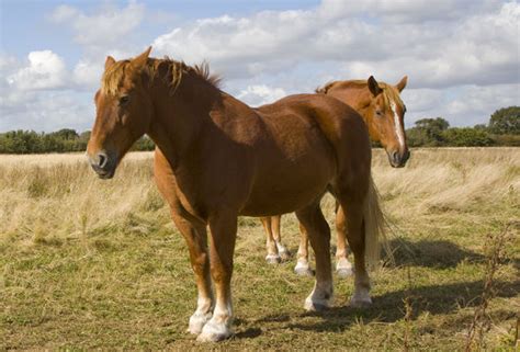 Pervert Admits Filming Himself Having Sex With A Horse