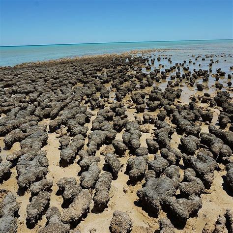 Stromatolites Of Hamelin Pool Amusing Planet