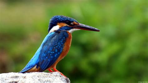 Full HD Wallpaper kingfisher bird exotic close-up, Desktop ...