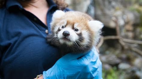 Help Name The Oregon Zoos New Baby Red Panda
