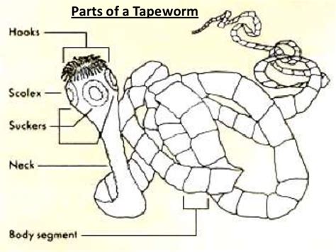 Tapeworm Drawing At Getdrawings Free Download