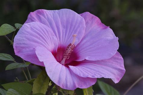 Check spelling or type a new query. Photo 668-02: Pink flower of rose mallow in TAMU ...