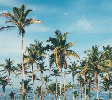 Palm Trees Beach Sunny Day Hd Wallpaper Pxfuel
