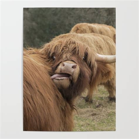 Funny Scottish Highland Cow Poster By Haley Redshaw Society6