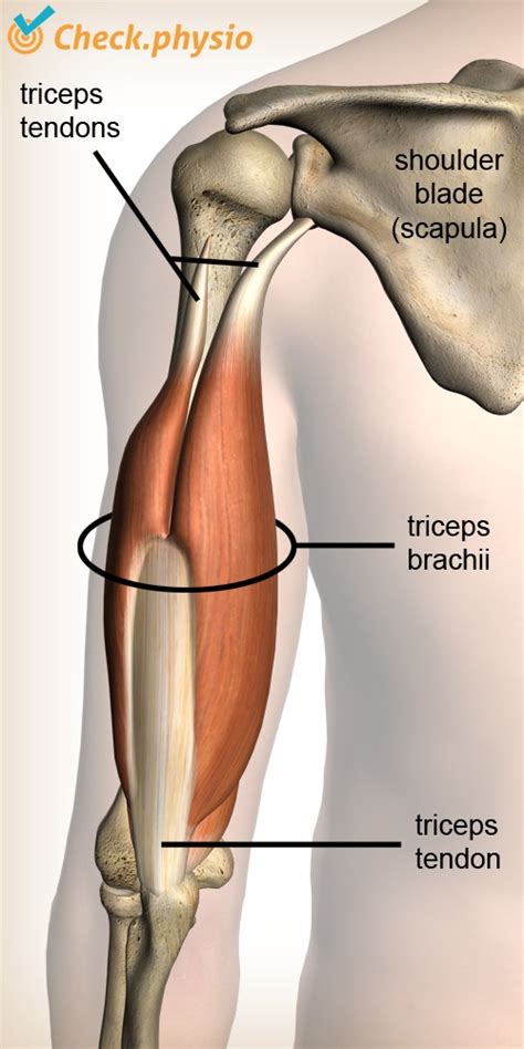 There are five major shoulder bones. Shoulder Muscle And Tendon Anatomy / Muscles Of The ...