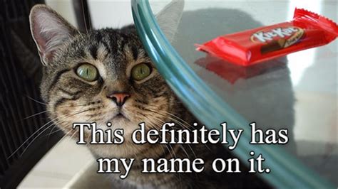 These Purrfect Cat Memes Are Exactly What You Need Today Funny Animal