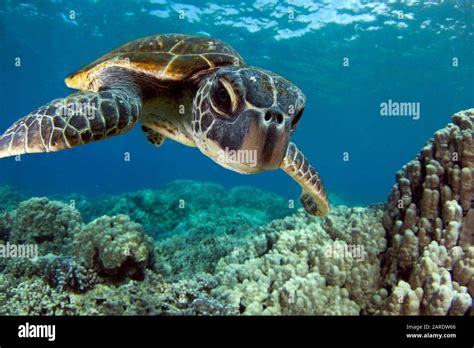 A Hawaiian Gree Sea Turtle At Honaunau Kona Hawaii Usa Stock Photo Alamy