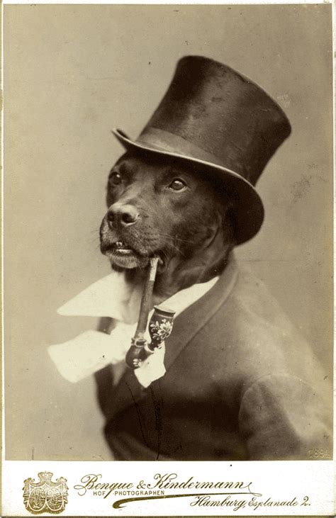 Dog In Top Hat Creepy Weird And Funny Pinterest