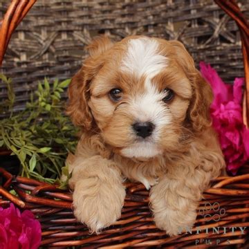 Selection day will be february 7. View Ad: Cavapoo Puppy for Sale near Pennsylvania, GAP ...