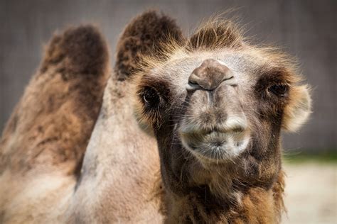 This is where it stores water. Camel Bactrian Watch Camelus · Free photo on Pixabay