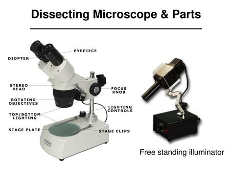 Ppt Dissecting Microscope Powerpoint Presentation Free Download Id