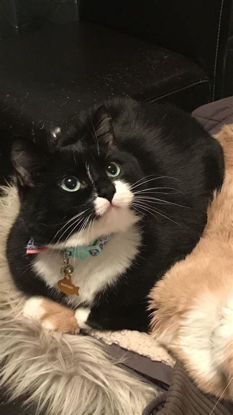 she s a wide eyed chubby delight tuxedocats