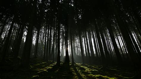 You can also upload and share your favorite call of duty black ops cold war 4k wallpapers. 4K Papers - Dark Forest wallpaper