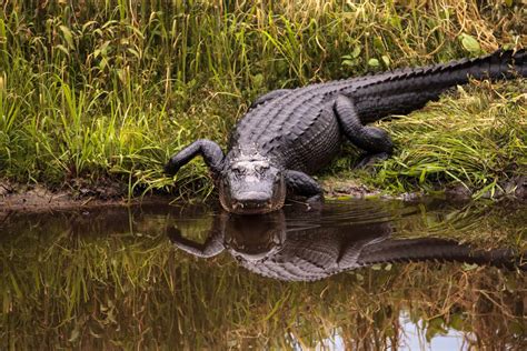 14 Best Places To See Wild Alligators In Florida Florida Trippers