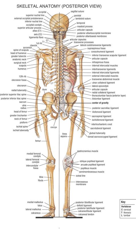 Introduction Human Anatomy And Physiology Resources Libguides Home