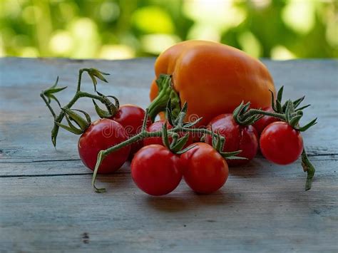 Nature Vegetables Tomatoes Sweet Pepper Still Life Summer Harvesting