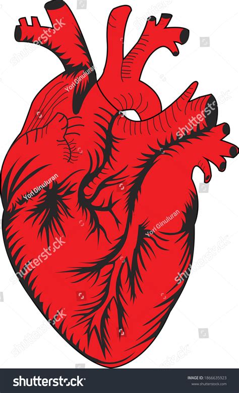 Human Heart Anatomy Vector Illustration Royalty Free Stock Vector