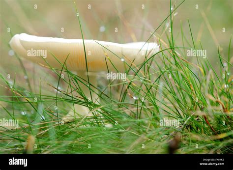 White Mushroom Among Grass In The Morning With Dew Stock Photo Alamy