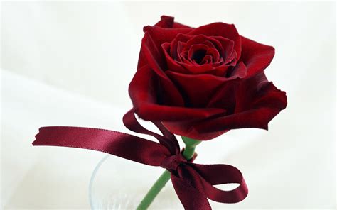 My Beautiful Picutre Album Bouquet Or Single Dark Red Rose
