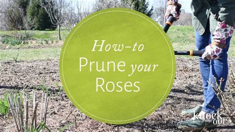 How To Prune Knock Out Roses Youtube