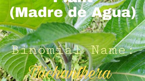 Trichanthera Plant Madre De Agua Youtube