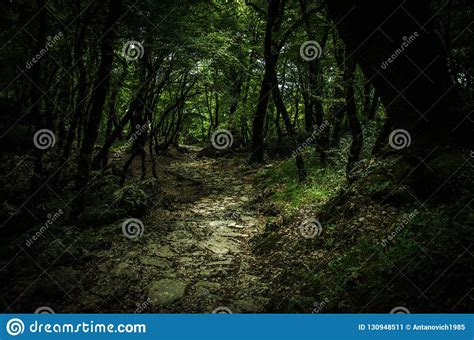 Stone Path In Dense Thick Green Forest Monastery Ostrog
