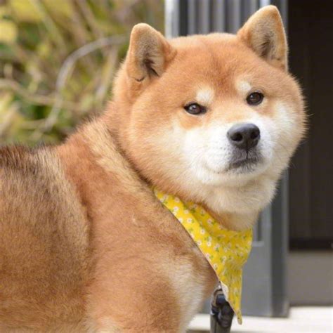 お顔がきな粉餅 チャーミー今日 i loveみんなの動物園にちょっとだけ出ました #柴犬 #shiba pic.twitter.com/qwx2azaxrr. 柴犬表情包图片_可爱图片_我要个性网