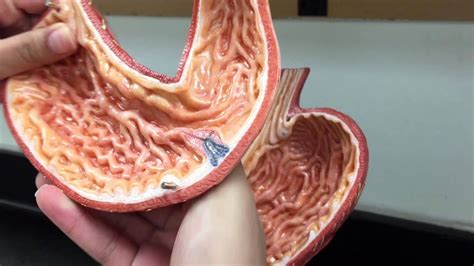 Stomach Anatomical Structure Youtube
