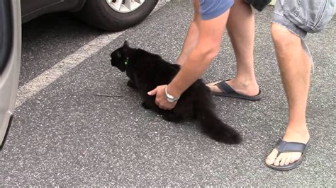 A recent uptick in my caseload where the dog is suddenly aggressive towards another dog in the home more subtle cues can be changes in the owner's breathing pattern or even a slight shift towards the treat. Attacked by Cat - YouTube