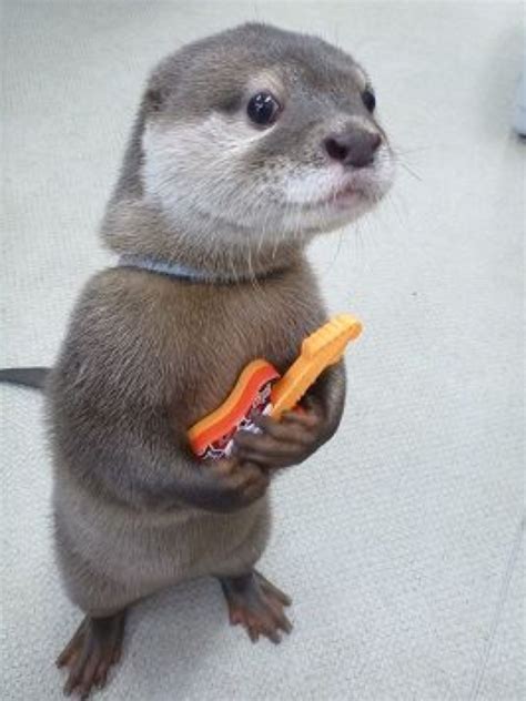 Im Here For Band Try Outs Otters Cute Funny Animal Memes Weird