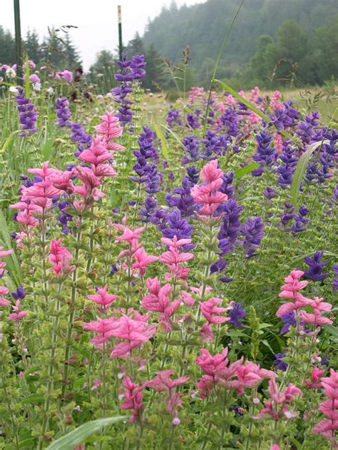 Clary Sage Blue Monday And Pink Sunday Salvia Viridis 12 18 Tall