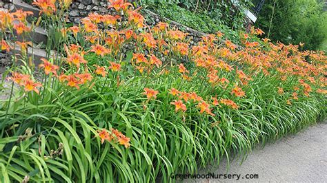 Check spelling or type a new query. Daylily Care