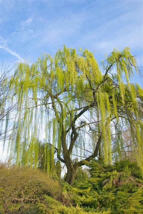 Weeping Willow Tree In The Park Stock Image Image Of Grass Green