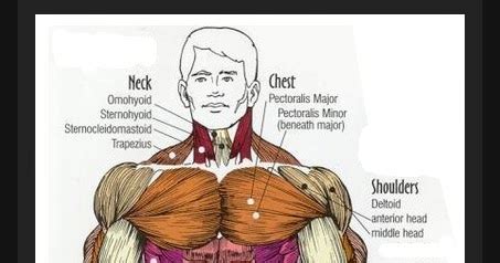 Anatomy of human muscles purpose: Fat Loss, Building Muscle & Staying Fit: Human Anatomy Diagram