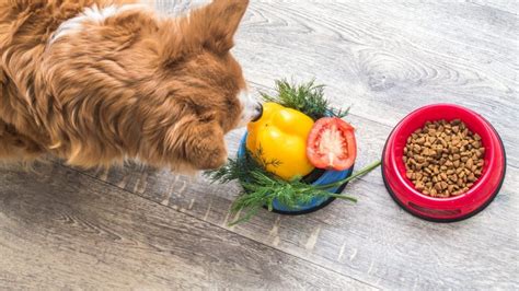 The 12 Best Natural And Organic Dog Foods That Wont Break The Bank