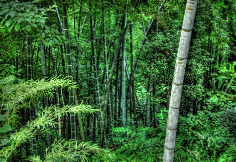 12 Gambar Hutan Pohon Cemara