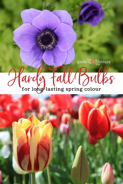 Hardy Fall Bulbs To Plant For Long Lasting Spring Colour