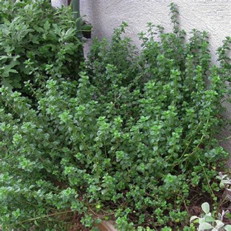 English Thyme Thymus Vulgaris Live Plant 3 Plants To