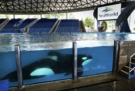 Whats Killing The Orcas At Sea World