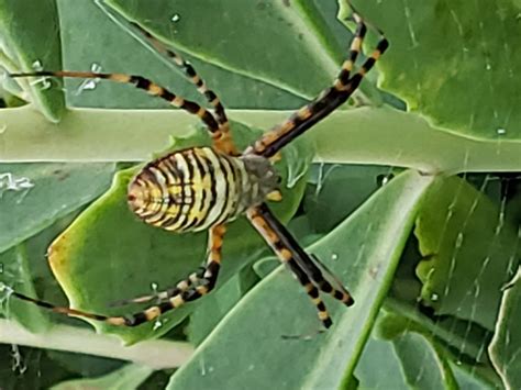 Unidentified Spider In Strawn Illinois United States