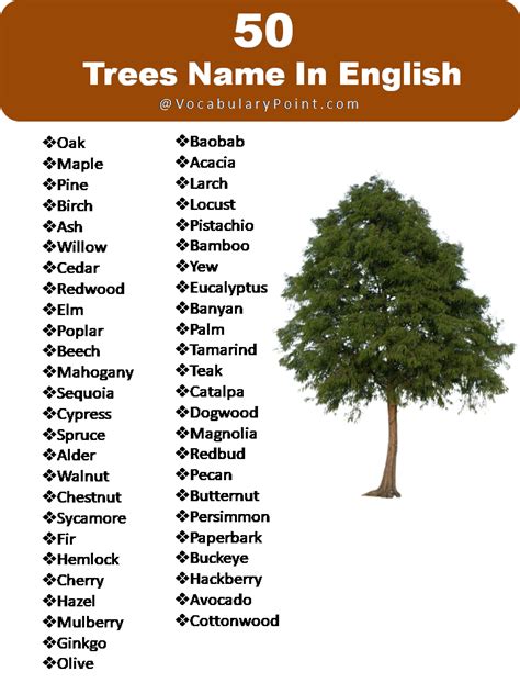 List Of Tree Names Vocabulary Point