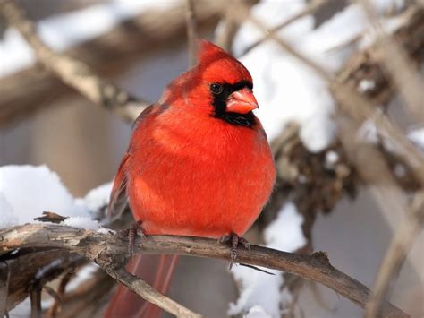Cardinals In Winter How Do They Survive