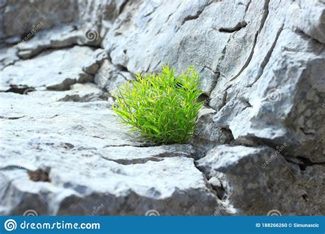 Plant On Rocky Limestone Ground Stock Photo Image Of Nature Outdoor