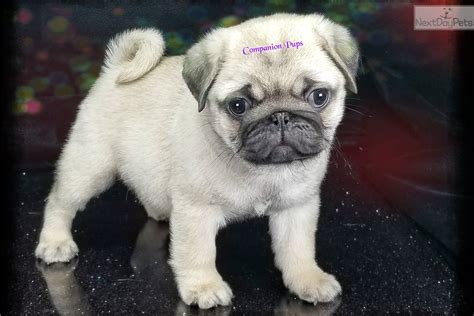 Both Fawn Black Pug Puppy For Sale Near Nashville Tennessee