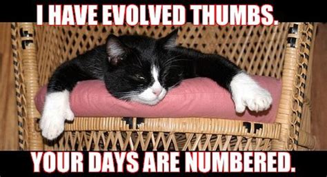 Now i just need to learn to draw cats so i can draw her with scrumpie. 10 Things Pets Would Do If They Had Thumbs | Healthy Paws ...