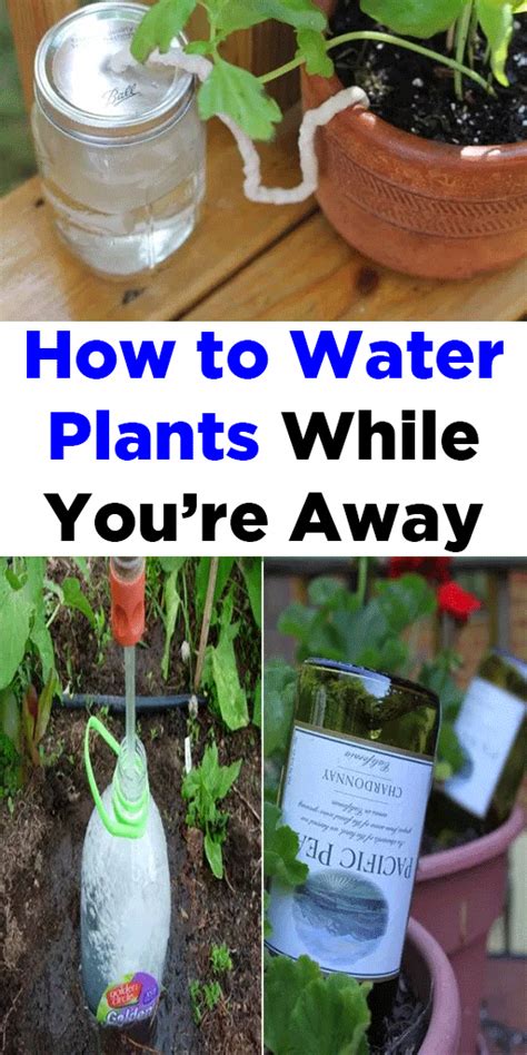 How To Water Plants While Youre Away Water Plants Plants Container