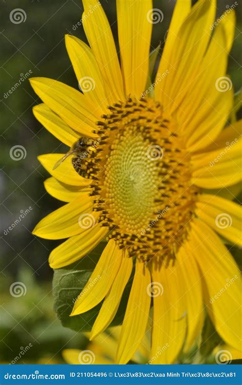 Smoking Sunflower Stock Image 516835